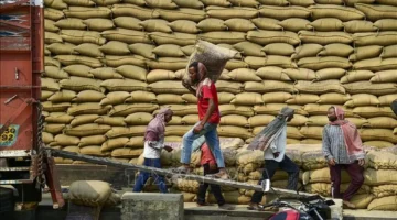 ضغوط تلاحق سوق الأرز والحبوب بسبب قفزة في تكاليف النقل العالمية